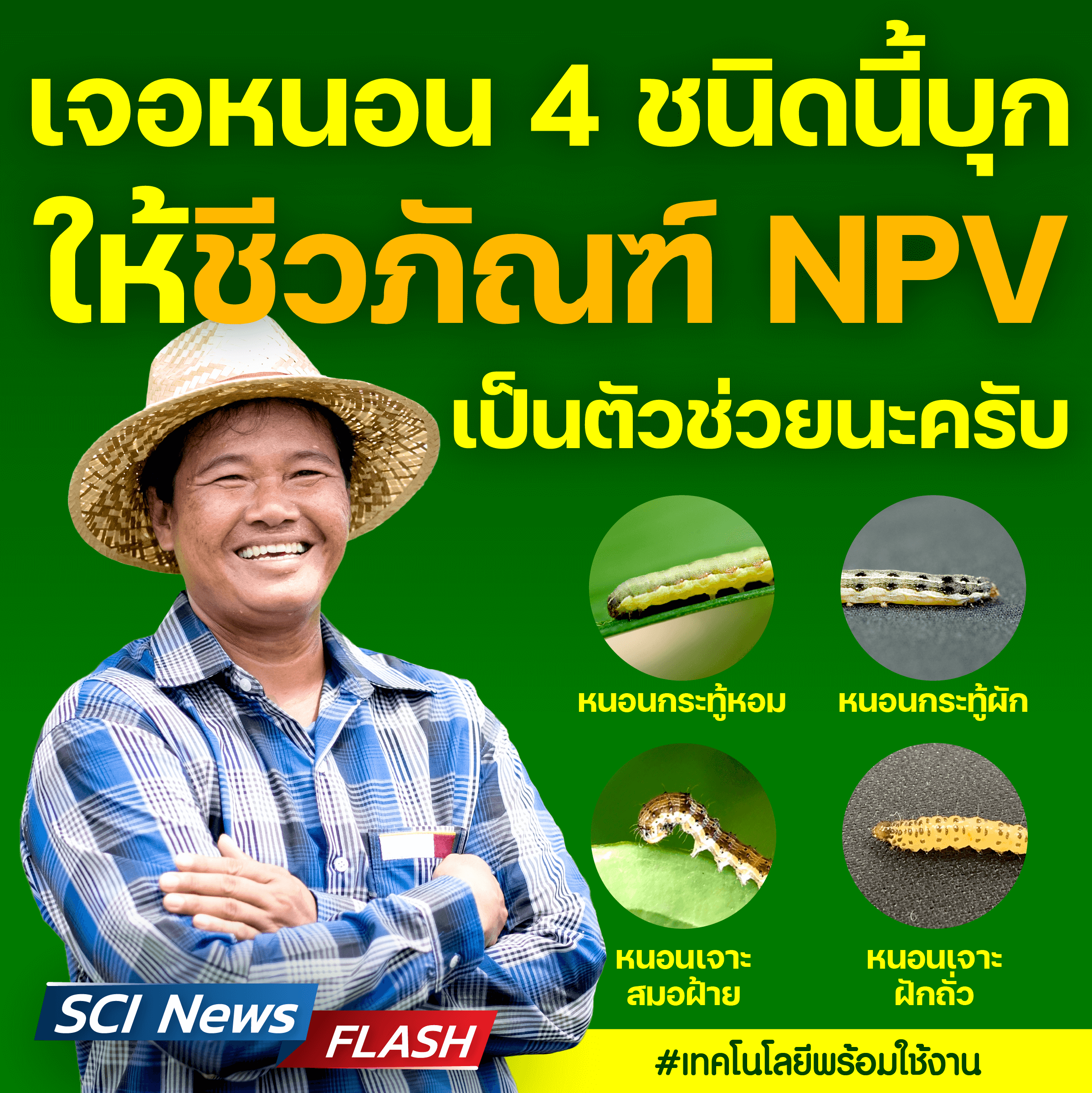 ‘ไวรัสเอ็นพีวี’ ชีวภัณฑ์กู้วิกฤต ‘หนอนบุกทำลายพืชเศรษฐกิจไทย’