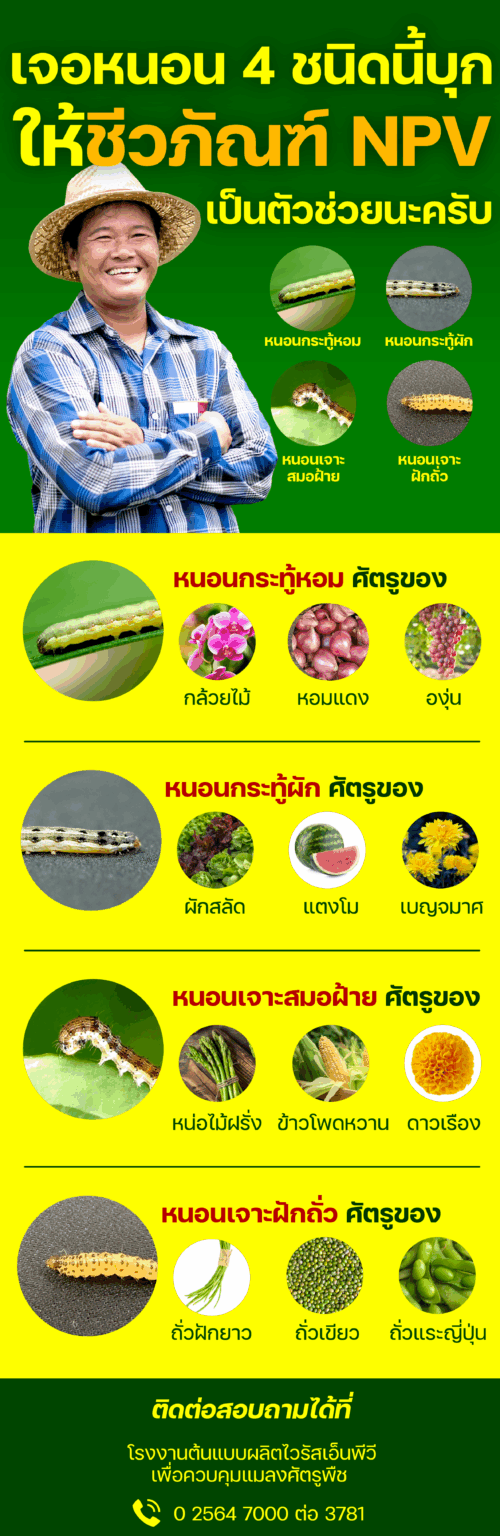 ‘ไวรัสเอ็นพีวี’ ชีวภัณฑ์กู้วิกฤต ‘หนอนบุกทำลายพืชเศรษฐกิจไทย’