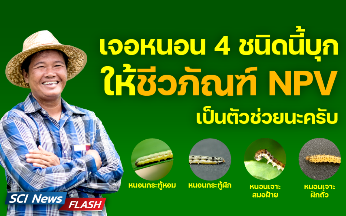 ไวรัสเอ็นพีวี ชีวภัณฑ์กู้วิกฤต หนอนบุกทำลายพืชเศรษฐกิจไทย