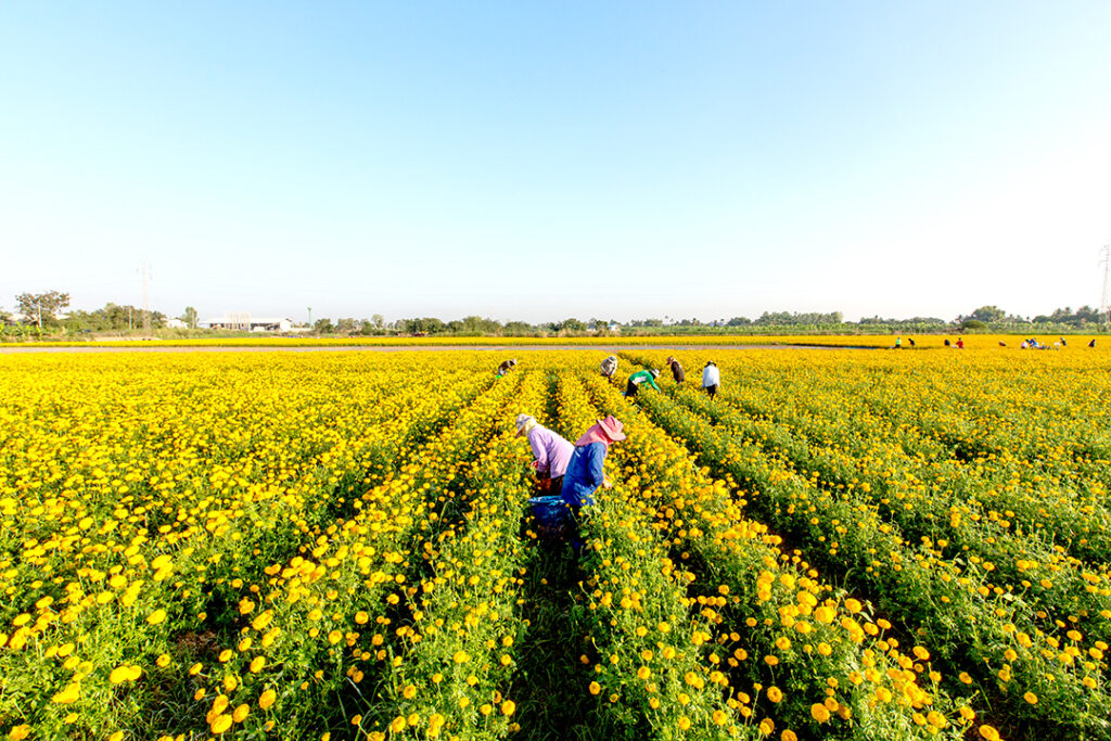 ‘ไวรัสเอ็นพีวี’ ชีวภัณฑ์กู้วิกฤต ‘หนอนบุกทำลายพืชเศรษฐกิจไทย’