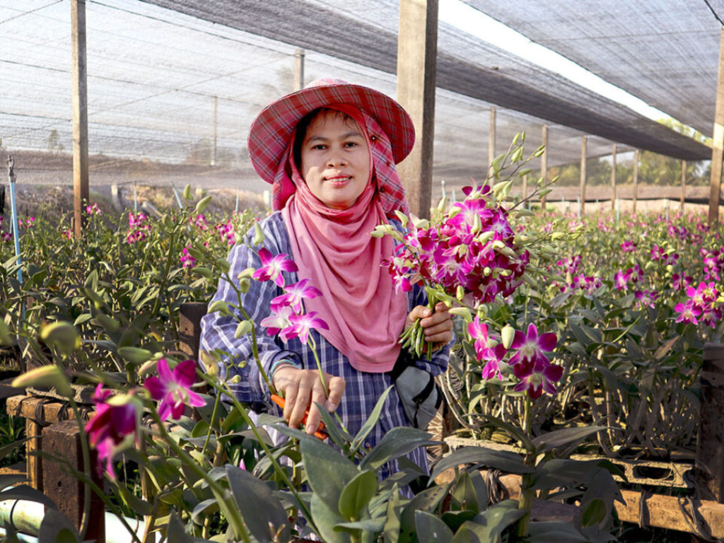 ‘ไวรัสเอ็นพีวี’ ชีวภัณฑ์กู้วิกฤต ‘หนอนบุกทำลายพืชเศรษฐกิจไทย’