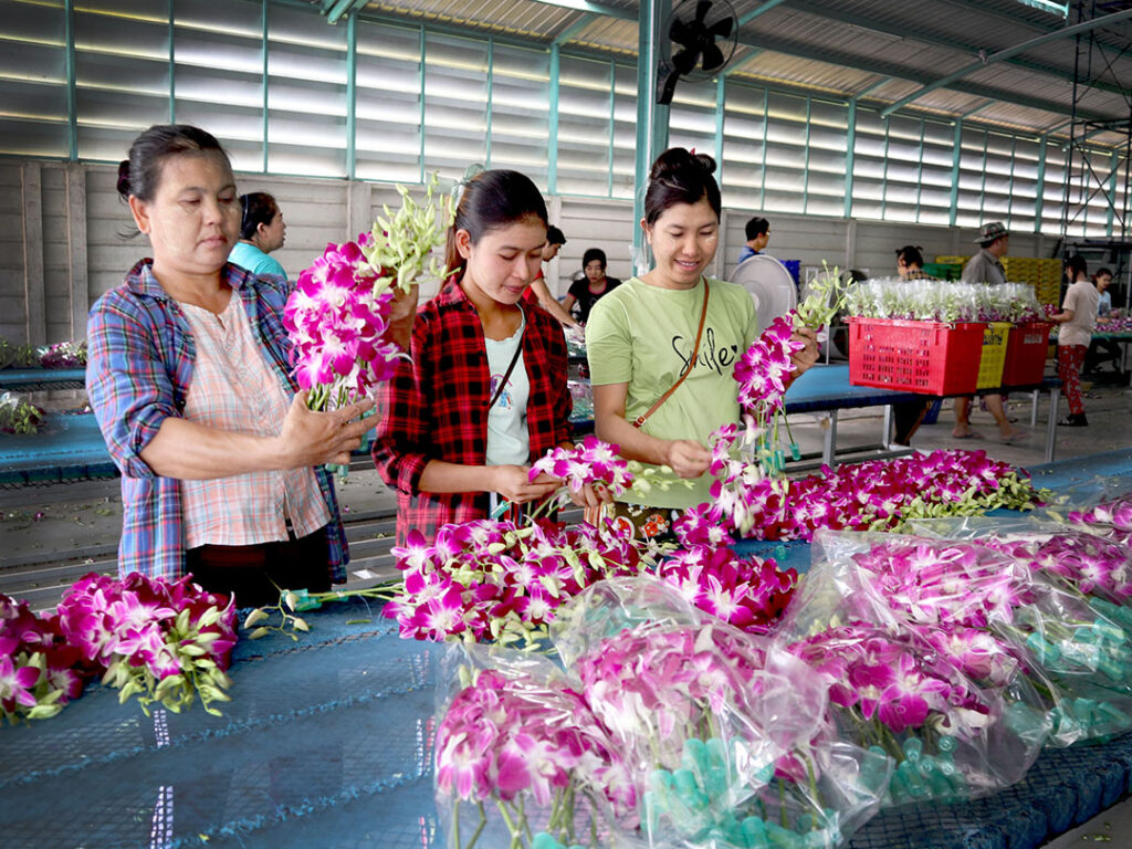 ‘ไวรัสเอ็นพีวี’ ชีวภัณฑ์กู้วิกฤต ‘หนอนบุกทำลายพืชเศรษฐกิจไทย’